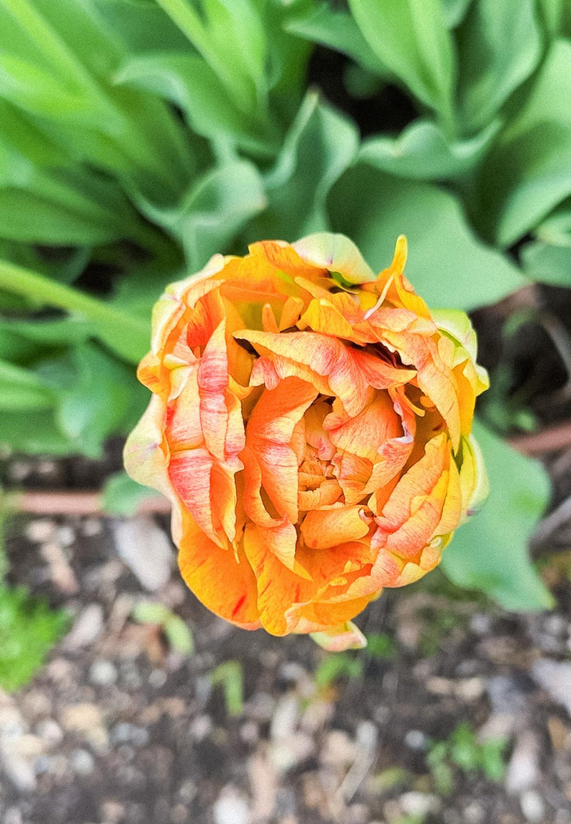 Boutique Tulip Ginger Jar