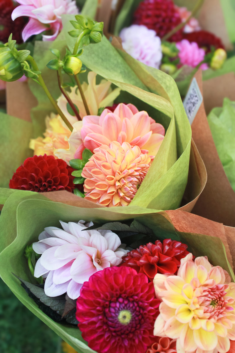 Fall Dahlia Bunch