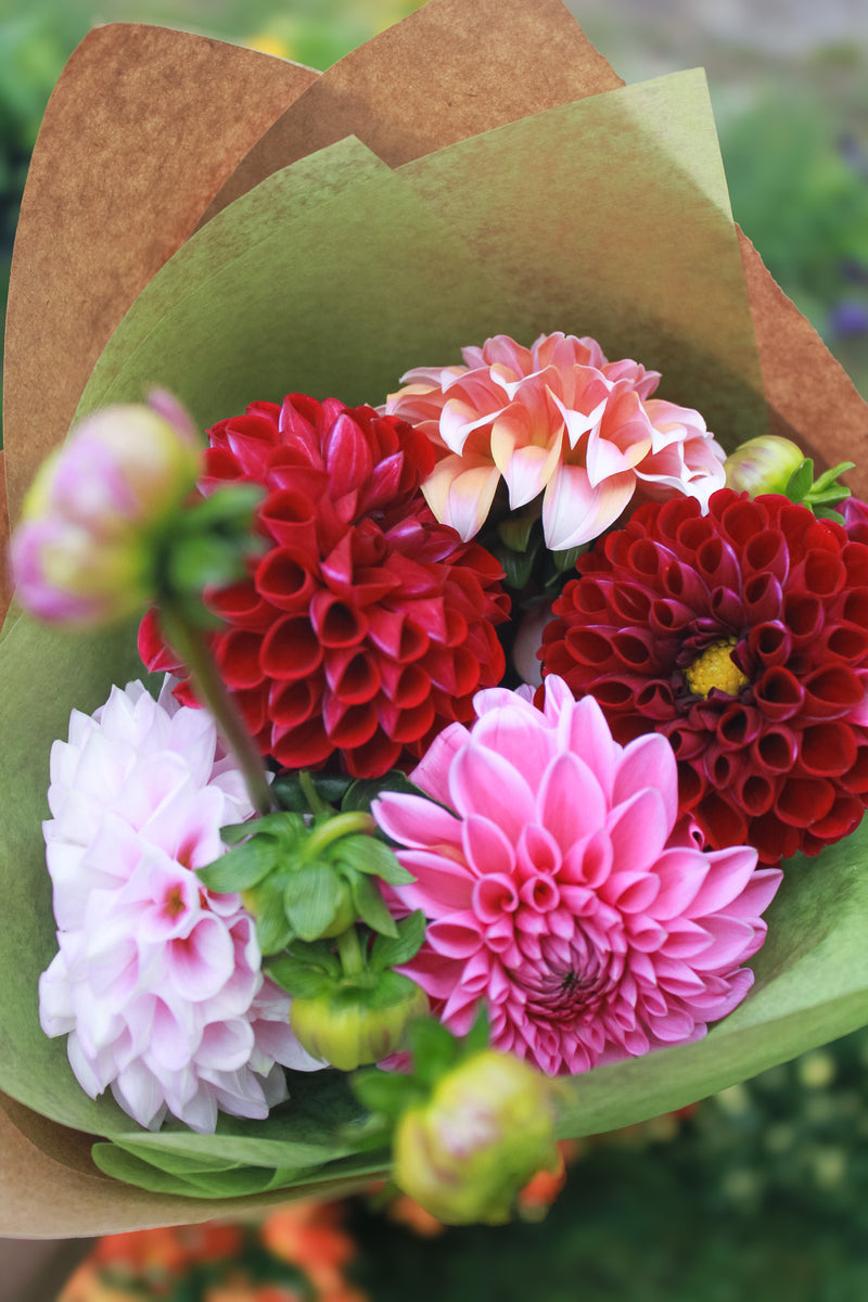 Fall Dahlia Bunch