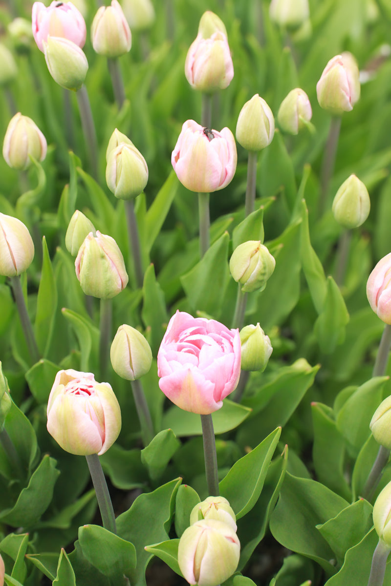 Boutique Tulip Ginger Jar