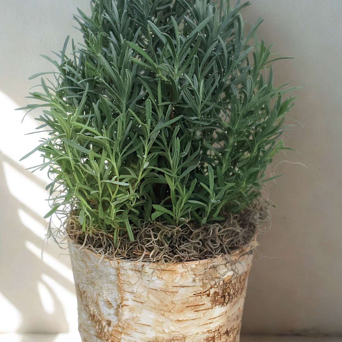 Tabletop Lavender Tree in Birch