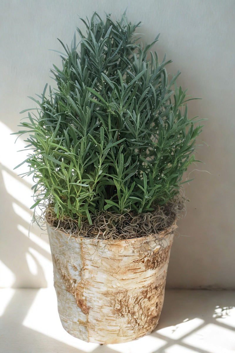 Tabletop Lavender Tree in Birch