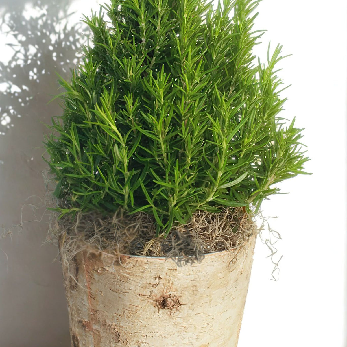 Tabletop Rosemary Tree in Birch