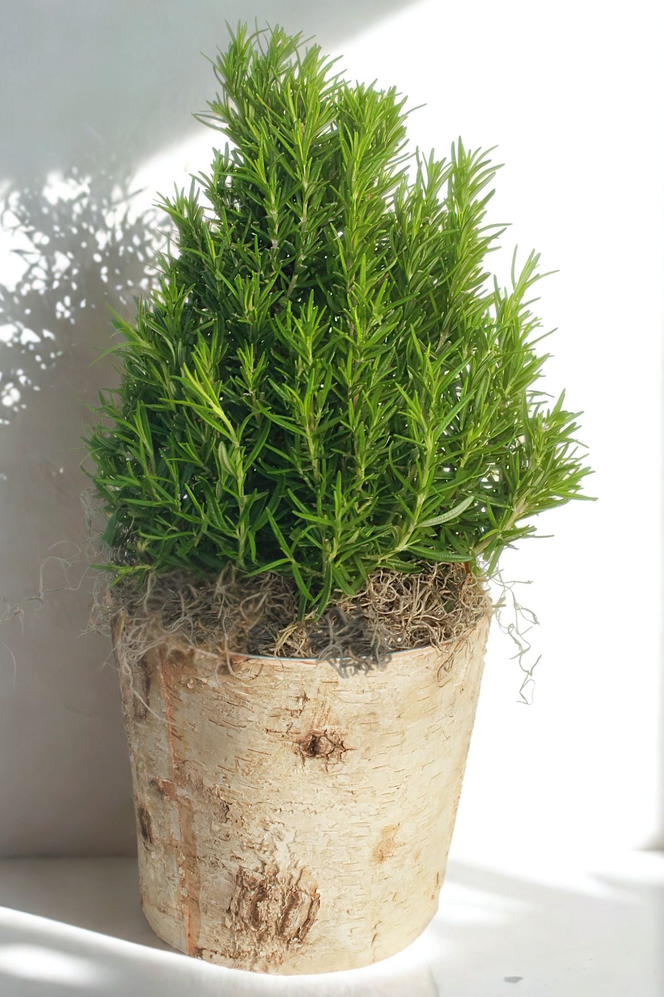 Tabletop Rosemary Tree in Birch