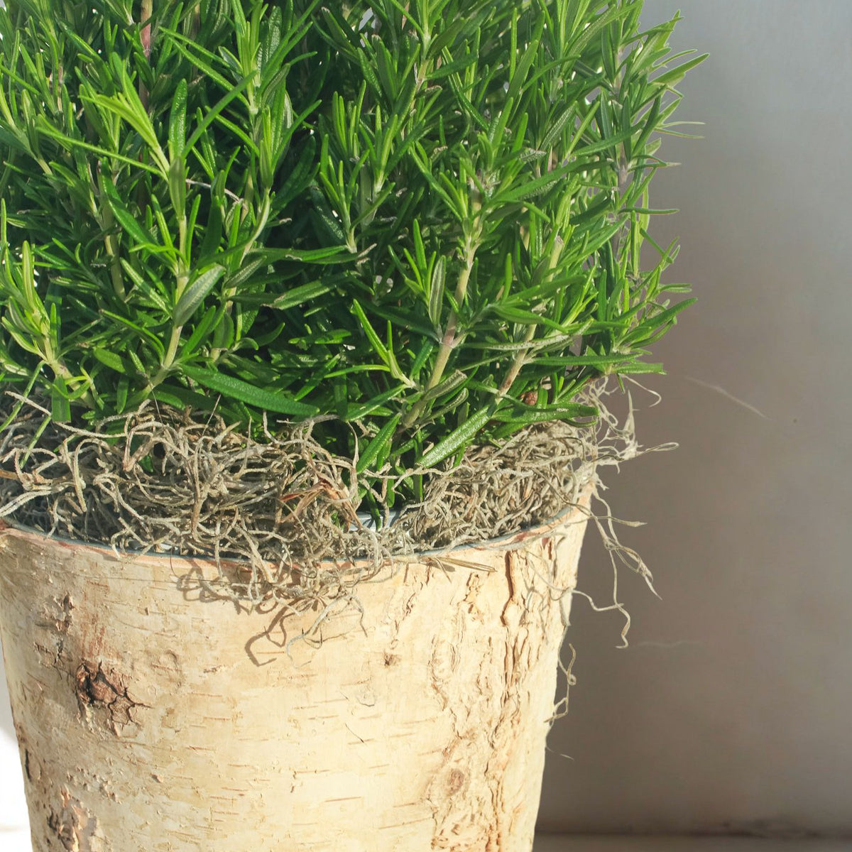 Tabletop Rosemary Tree in Birch