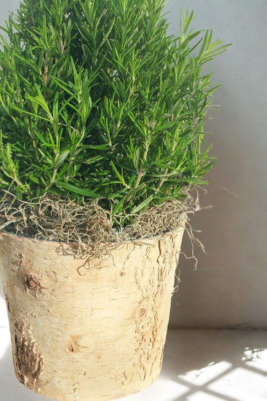 Tabletop Rosemary Tree in Birch