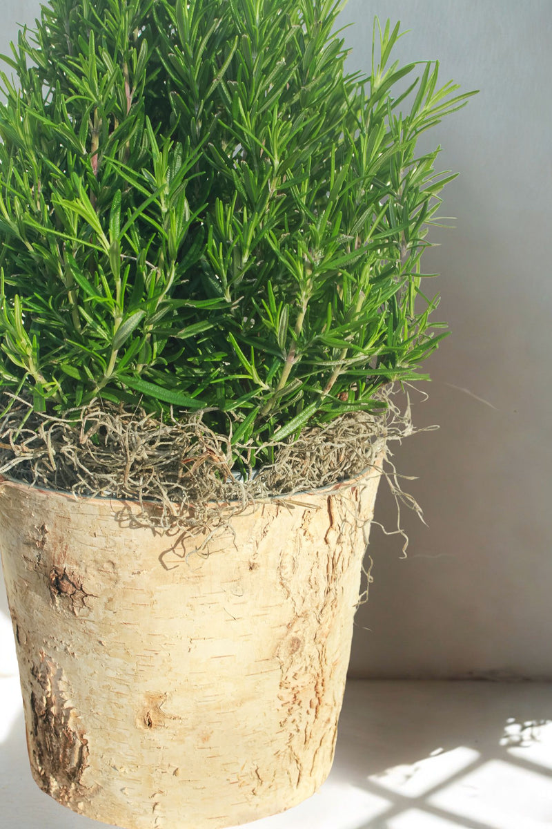 Tabletop Rosemary Tree in Birch
