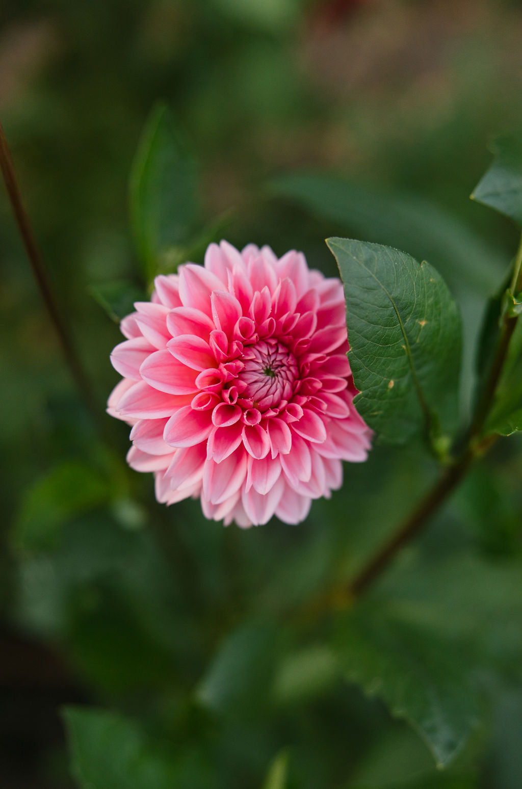 Fall Dahlia Subscription