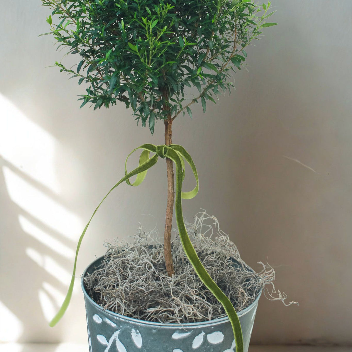 The Classic Myrtle Topiary