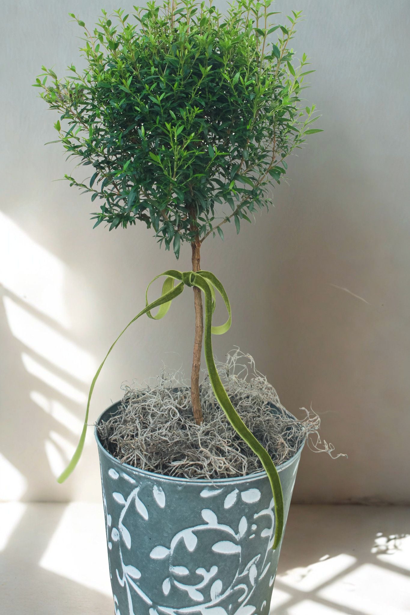 The Classic Myrtle Topiary