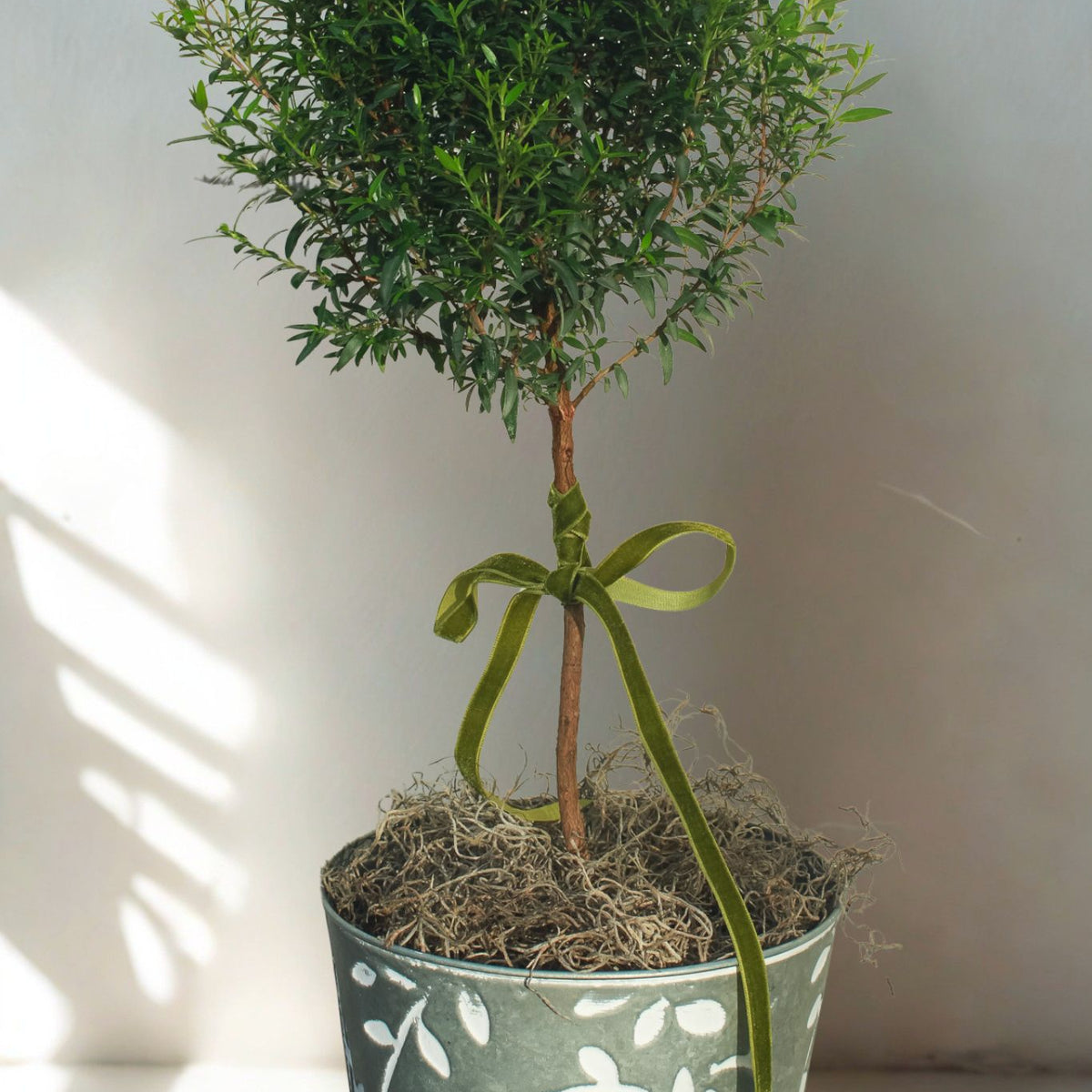 The Classic Myrtle Topiary