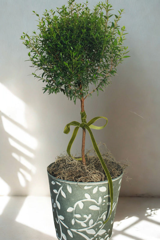 The Classic Myrtle Topiary