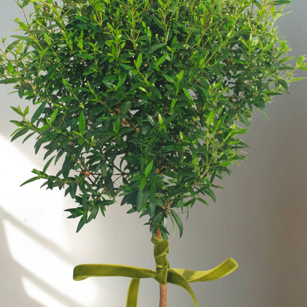 The Classic Myrtle Topiary