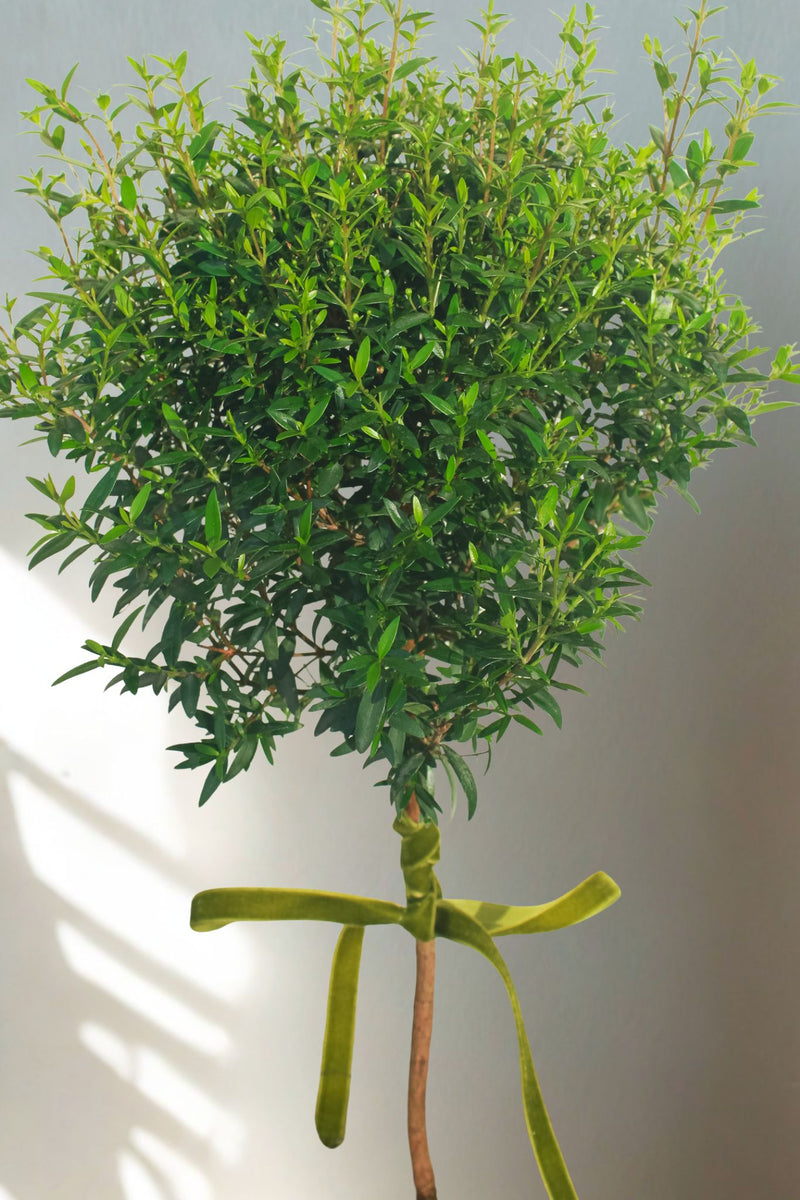 The Classic Myrtle Topiary