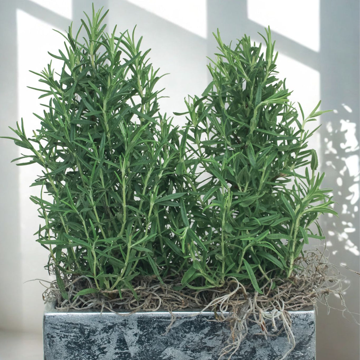 Lavender Duo in Silver