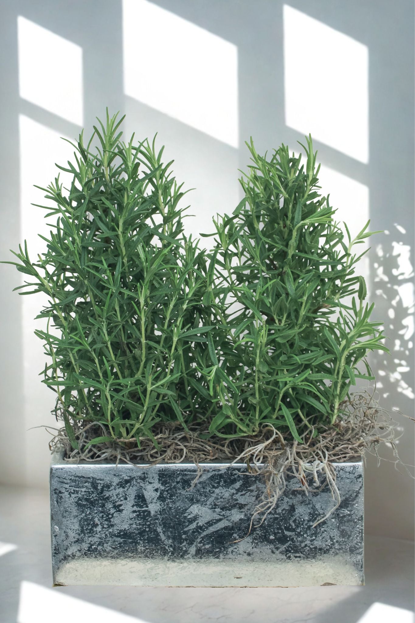 Lavender Duo in Silver