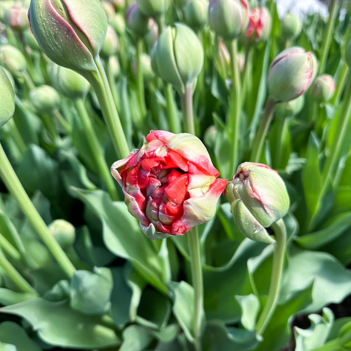 Boutique Tulip Ginger Jar