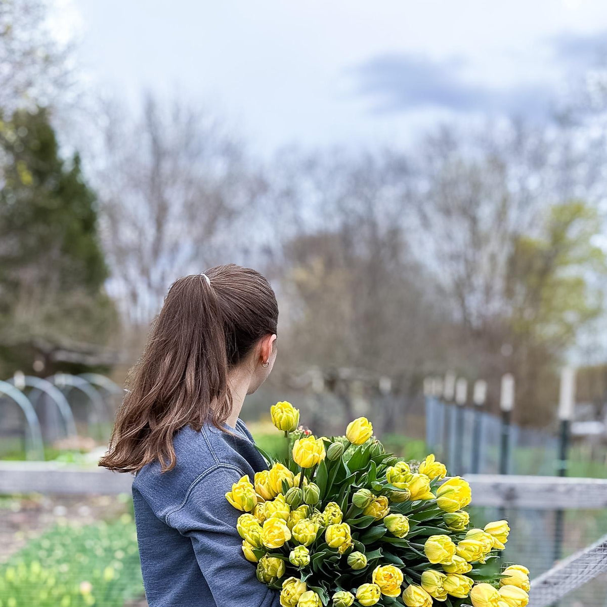Boutique Tulip Ginger Jar