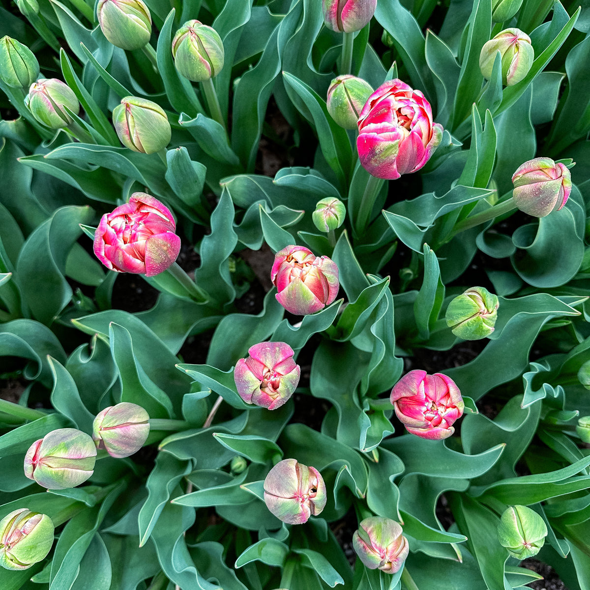 Spring Bouquet Subscription