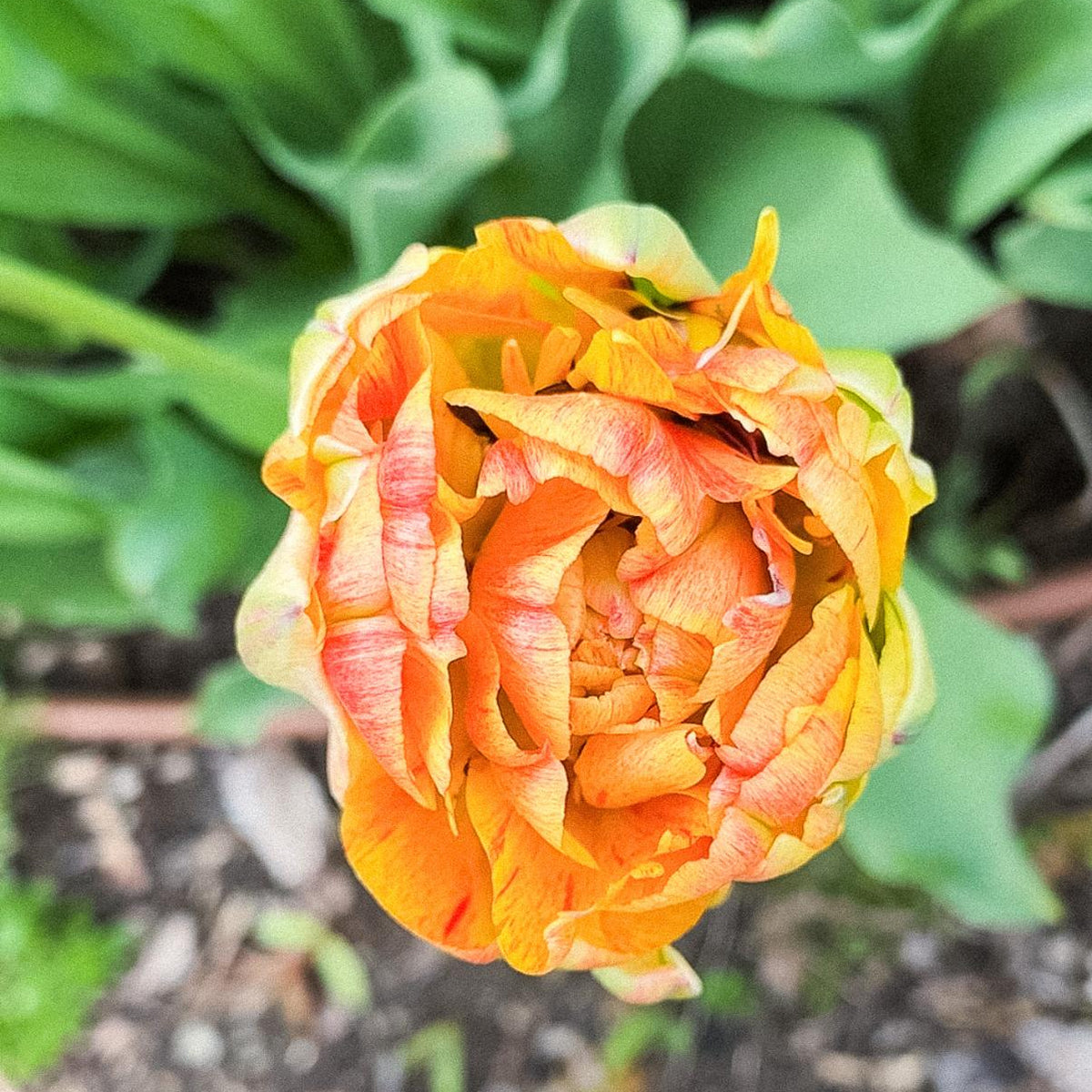 Boutique Tulip Ginger Jar
