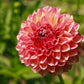 Fall Dahlia Subscription