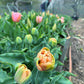 hingham farm grown tulips