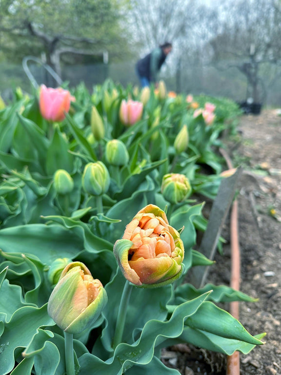 hingham farm grown tulips