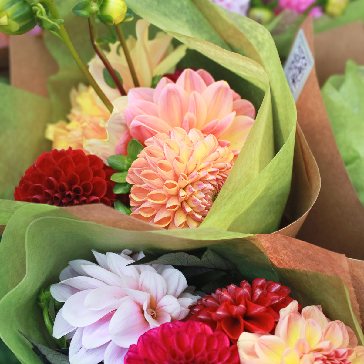 Fall Dahlia Bunch