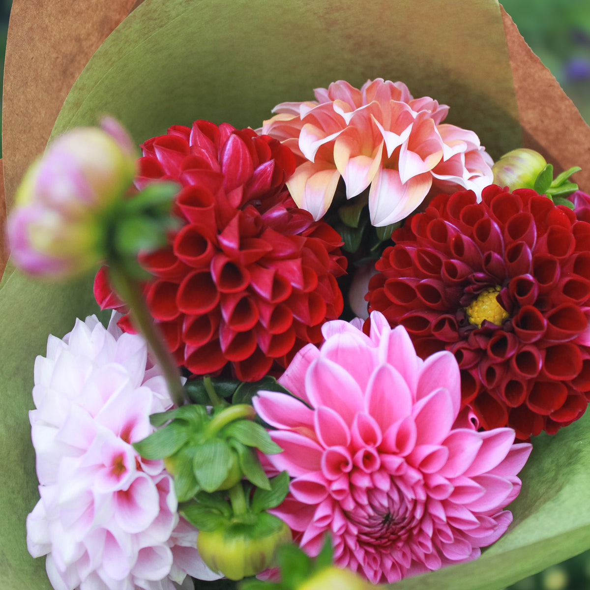 Fall Dahlia Bunch
