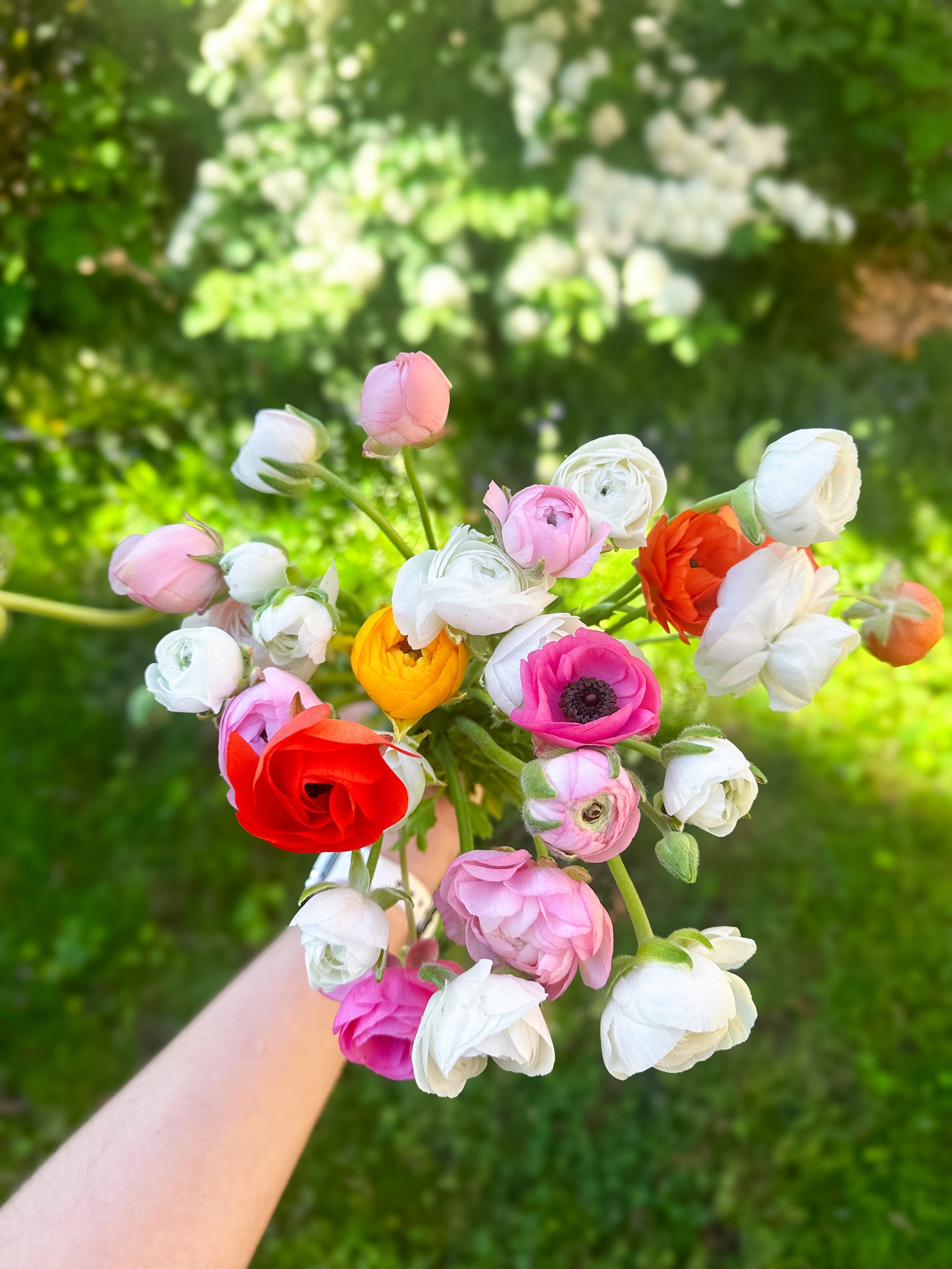 Farm Ranunculus Bunch