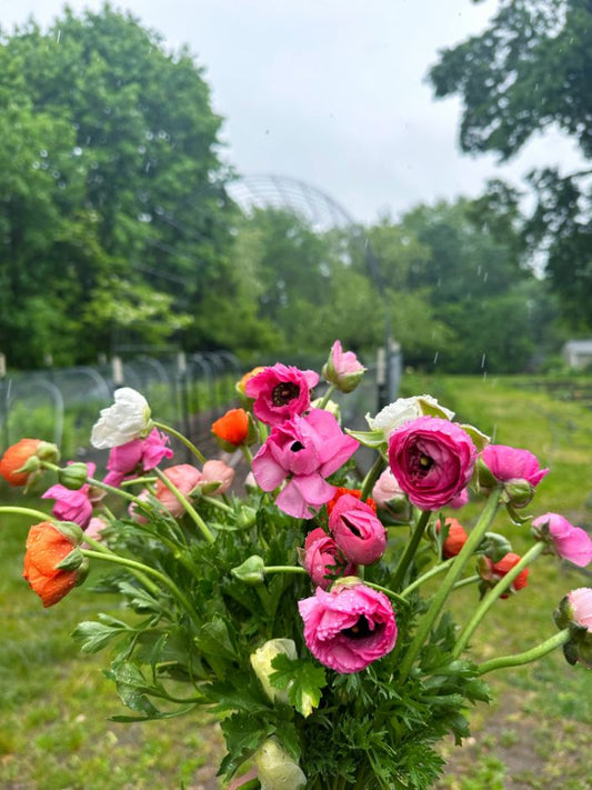 Farm Ranunculus Bunch