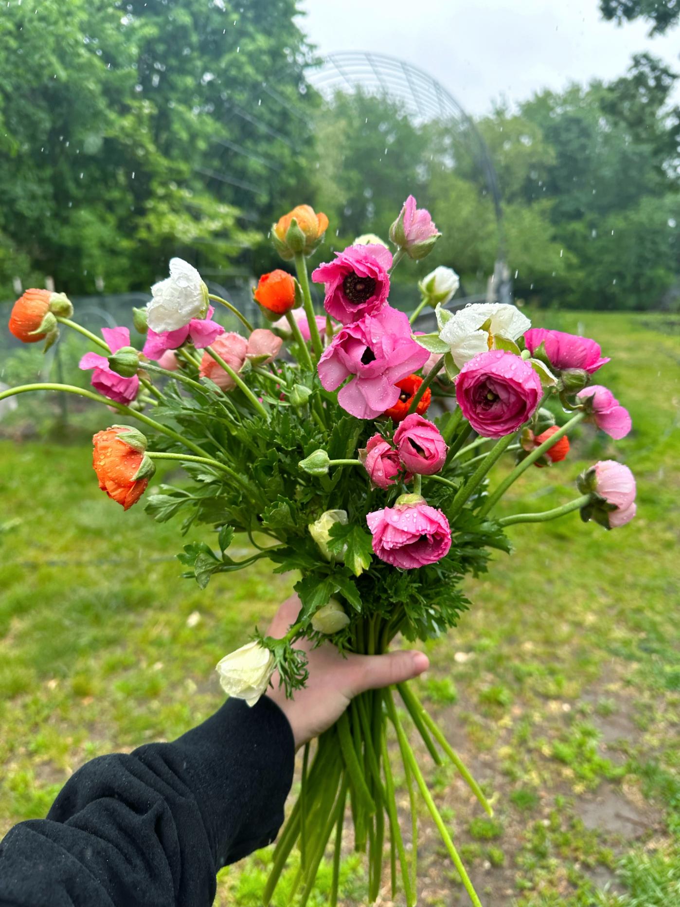 ranunculus bunch