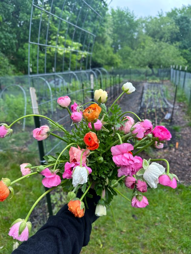 Farm Ranunculus Bunch