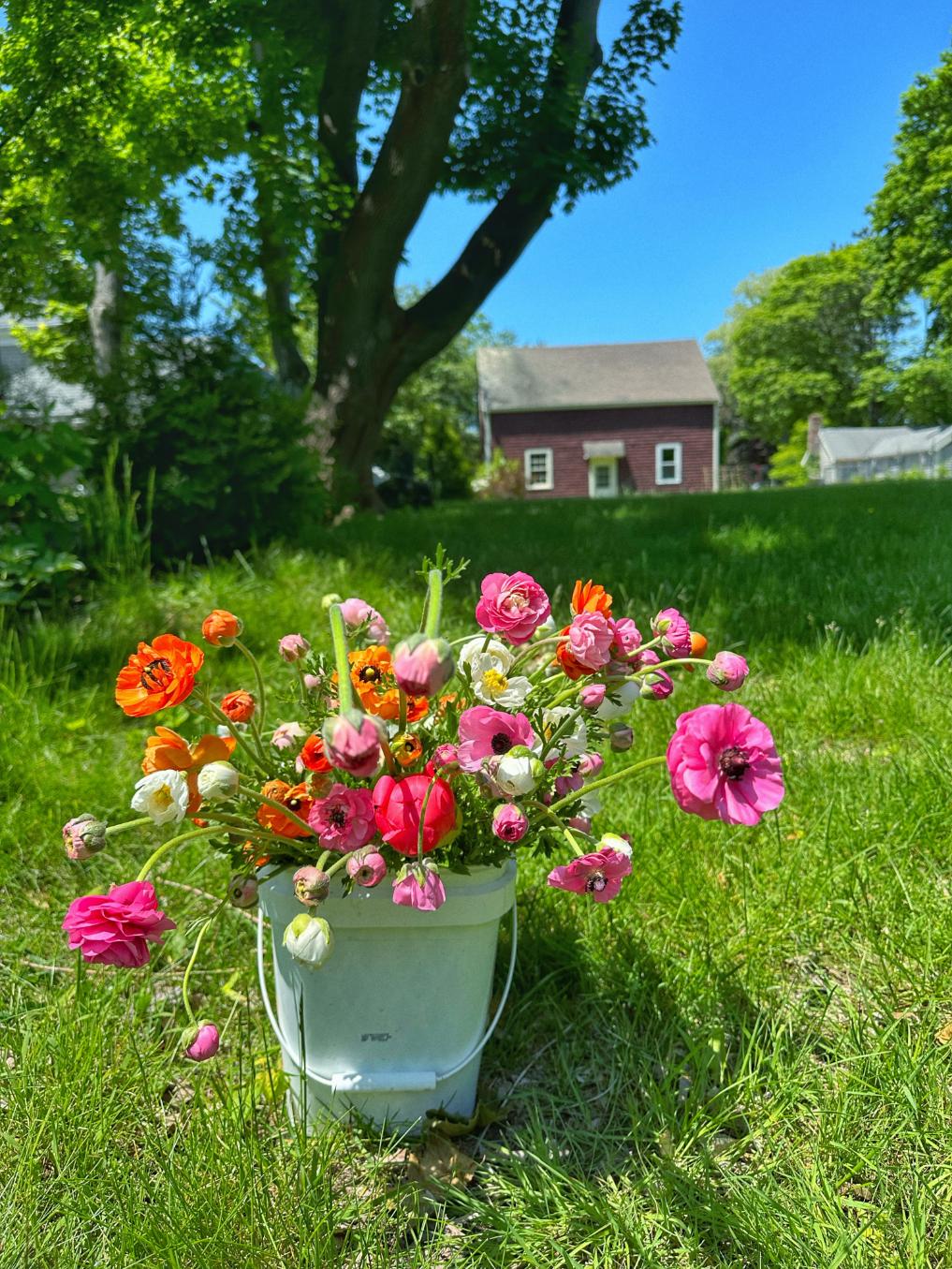 ranunculus with barn in background