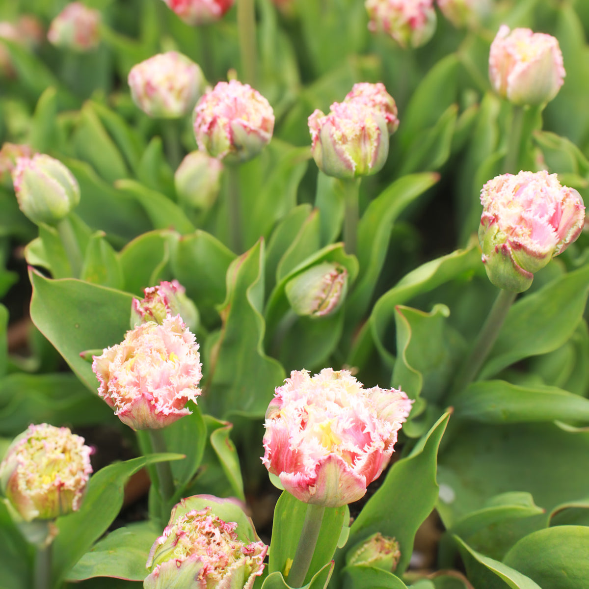 Boutique Tulip Ginger Jar