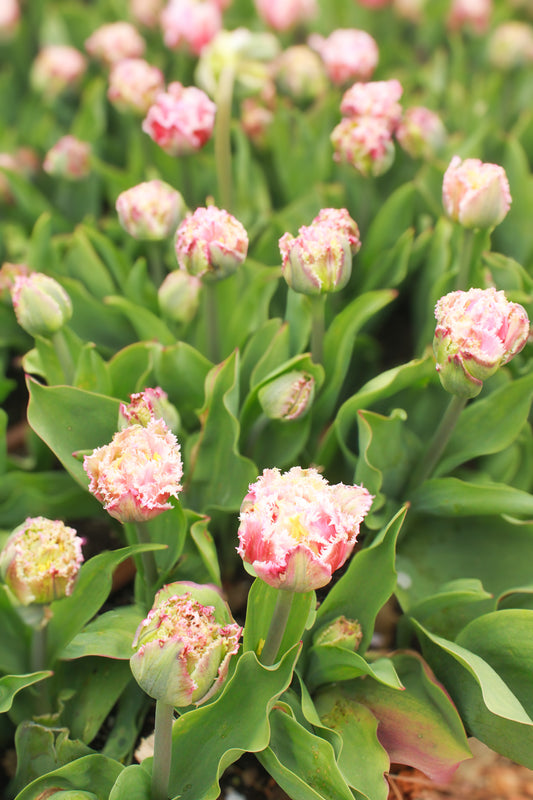 Boutique Tulip Ginger Jar