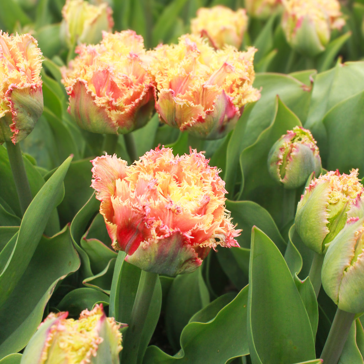 Boutique Tulip Ginger Jar