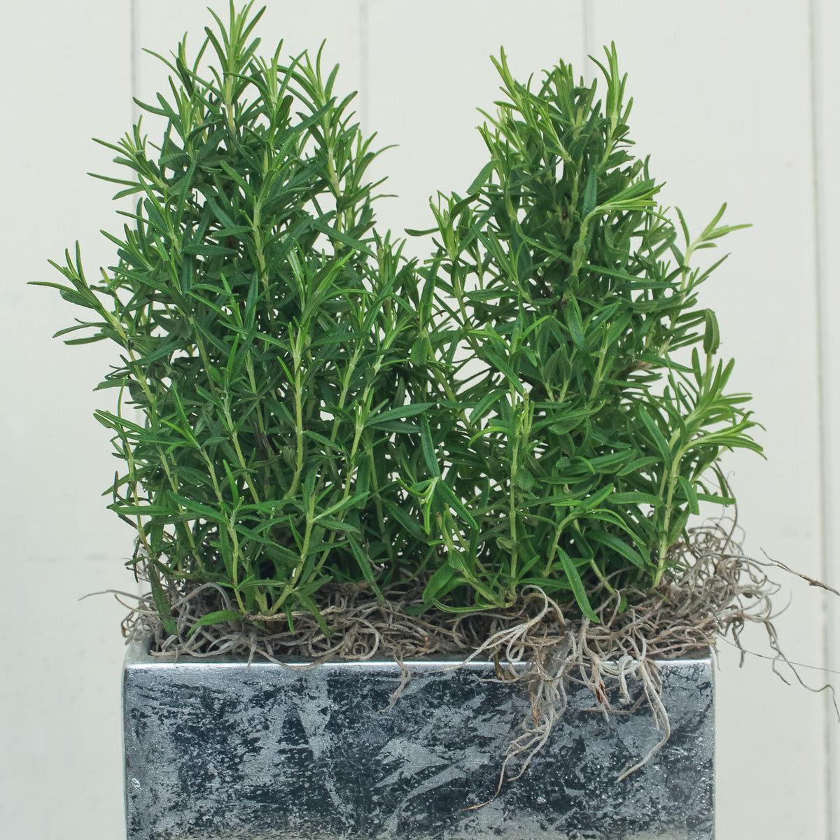 Rosemary Duo in Silver