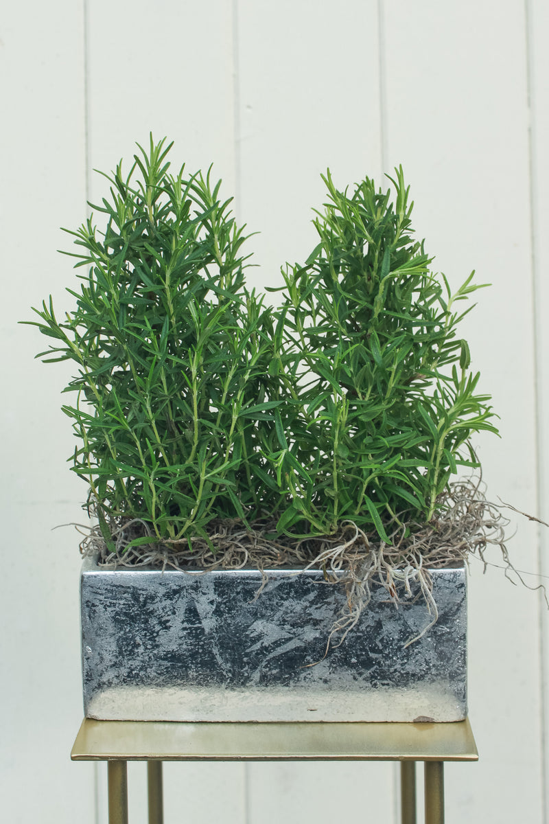 Rosemary Duo in Silver