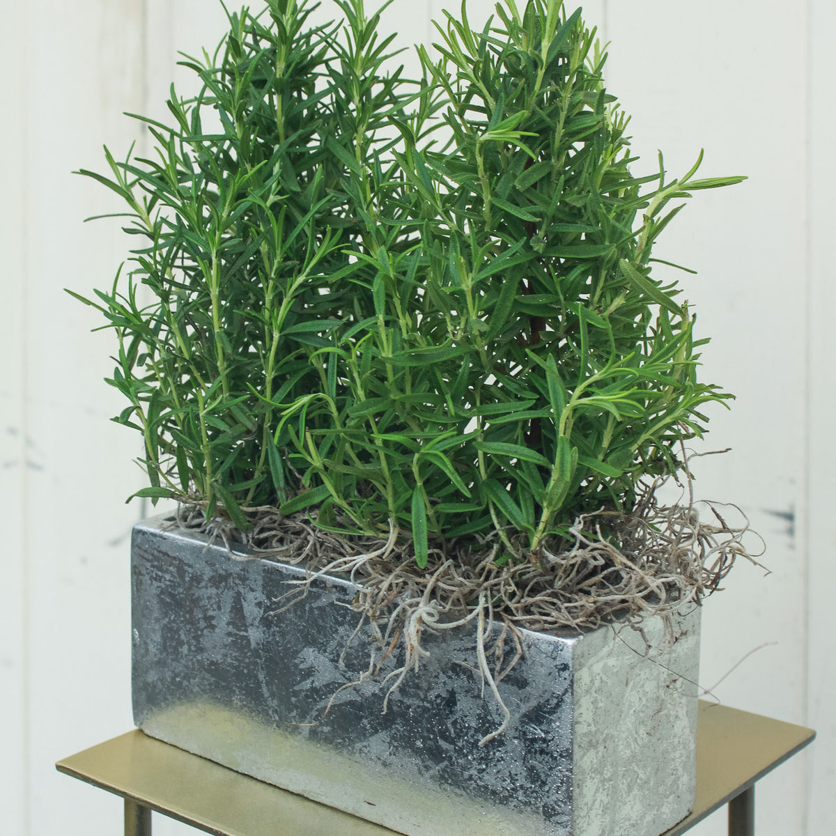 Rosemary Duo in Silver