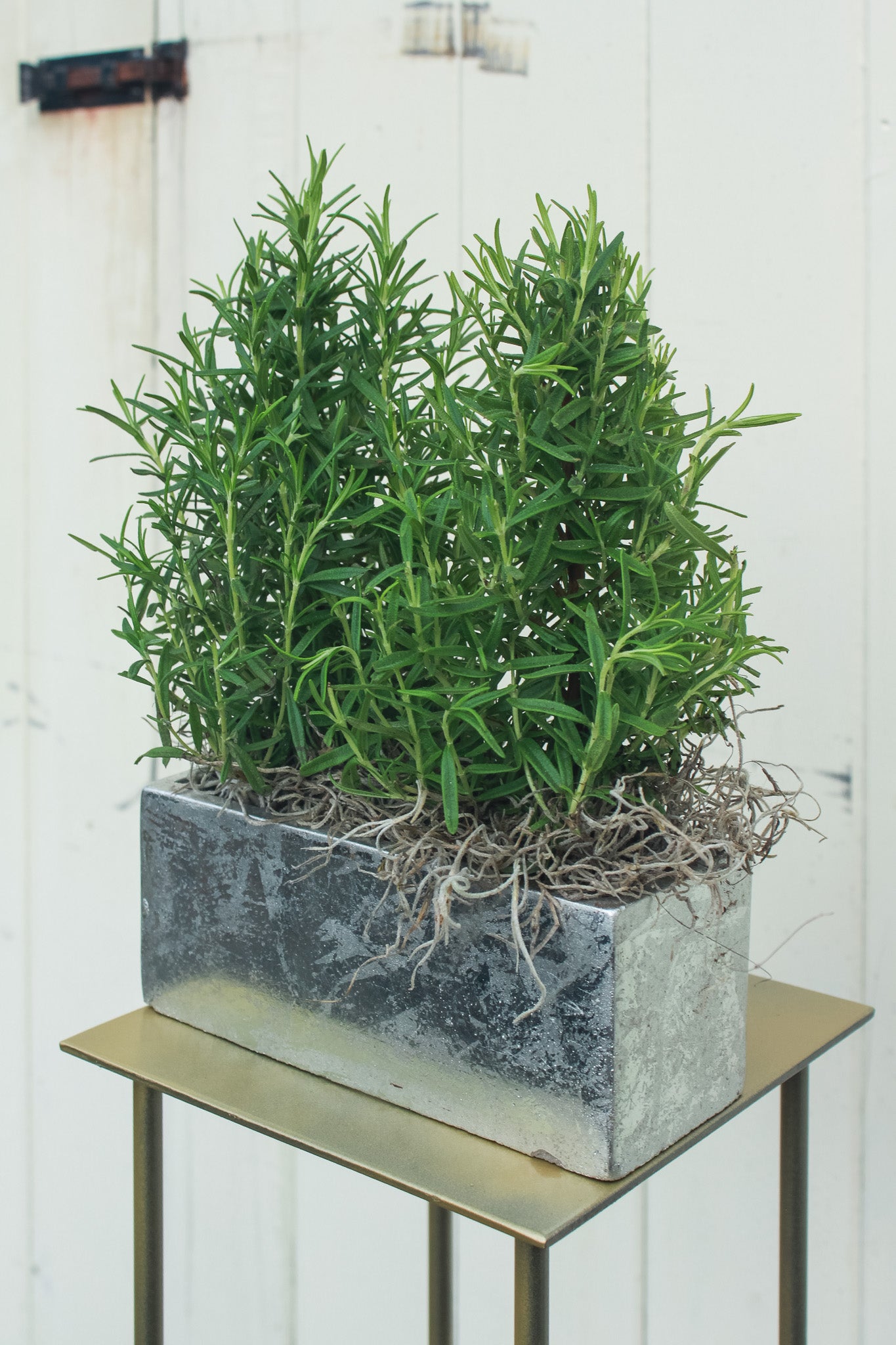 Rosemary Duo in Silver