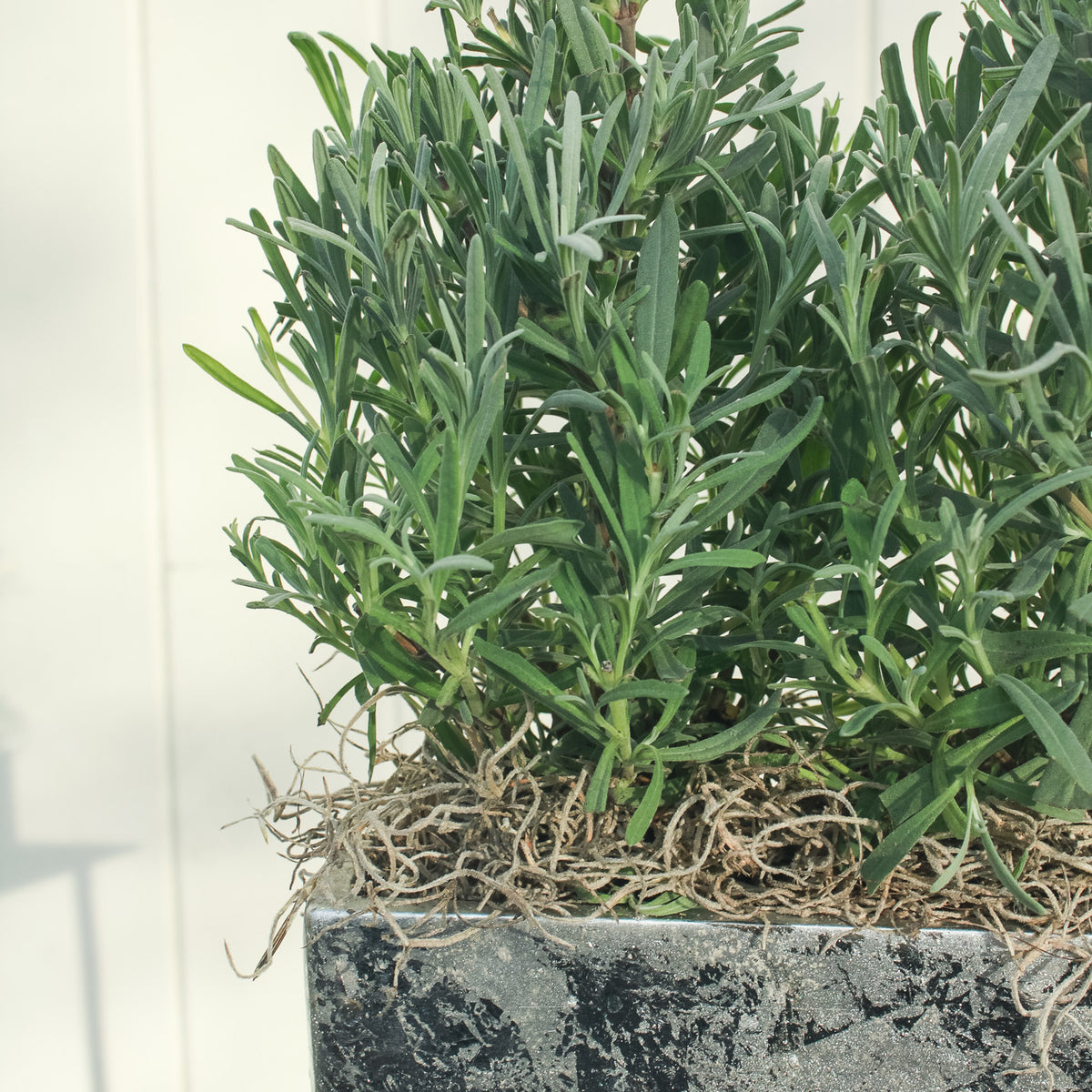 Lavender Duo in Silver