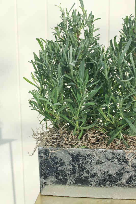 Lavender Duo in Silver