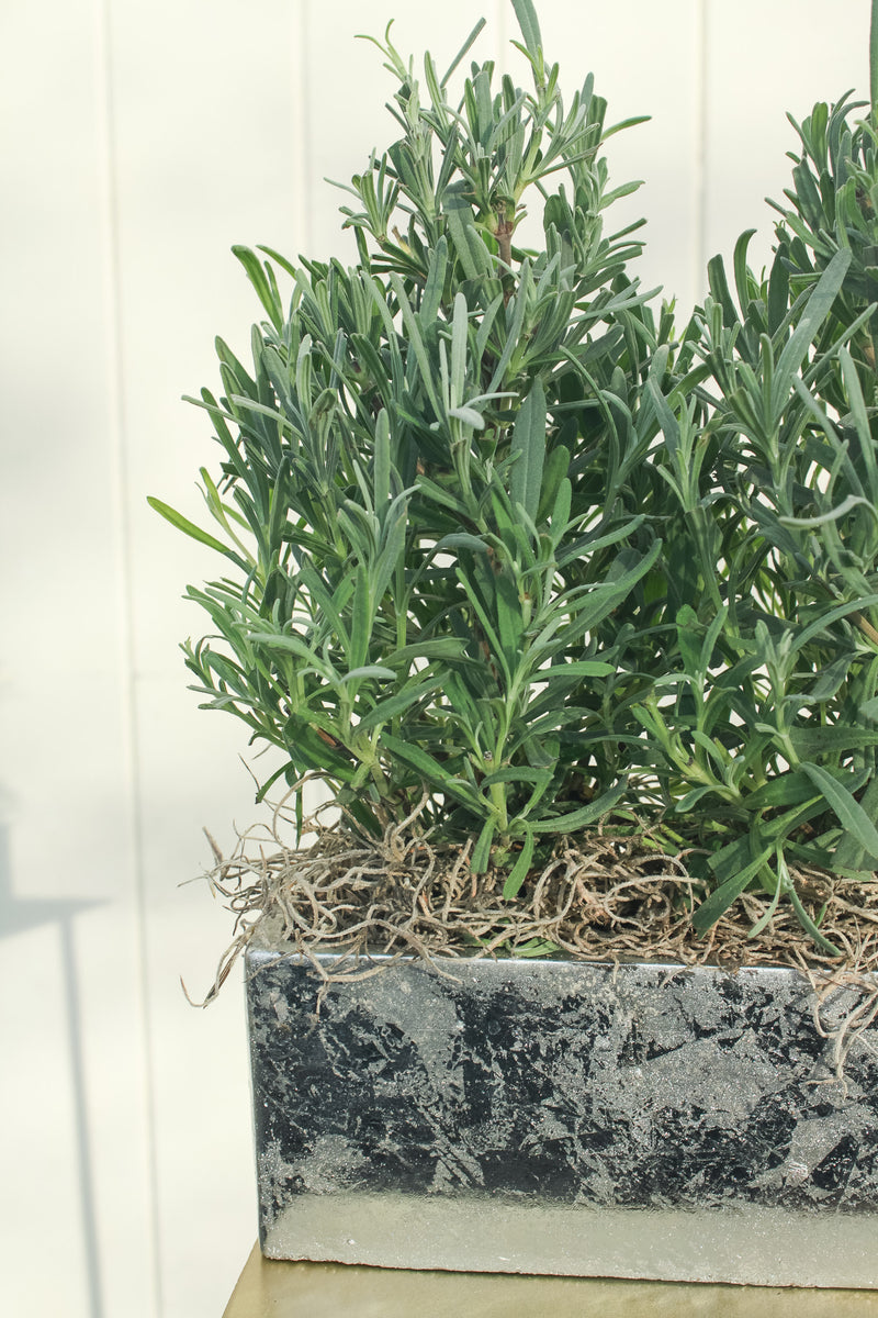 Lavender Duo in Silver