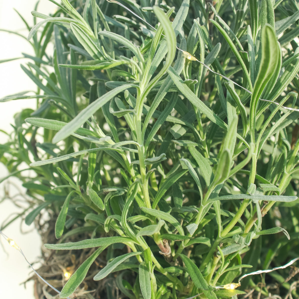 Tabletop Lavender Tree in Birch
