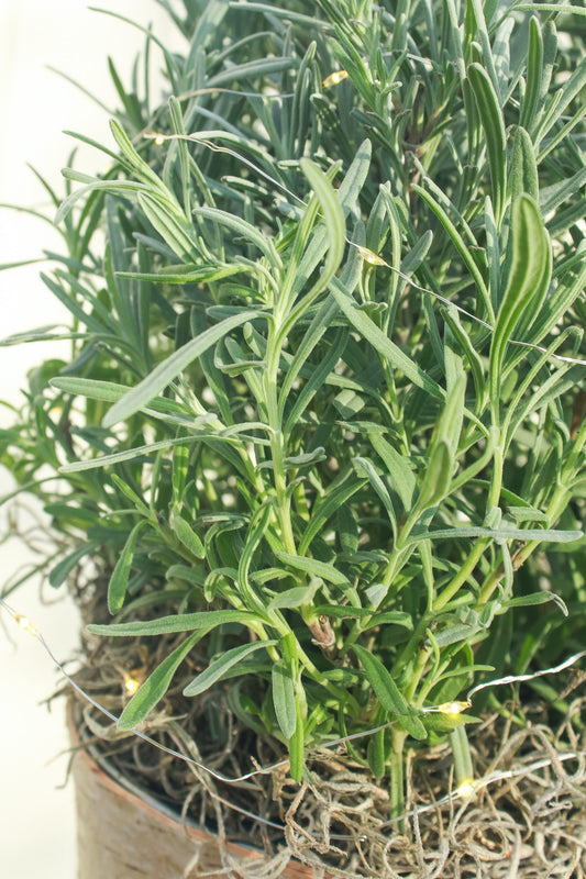 Tabletop Lavender Tree in Birch