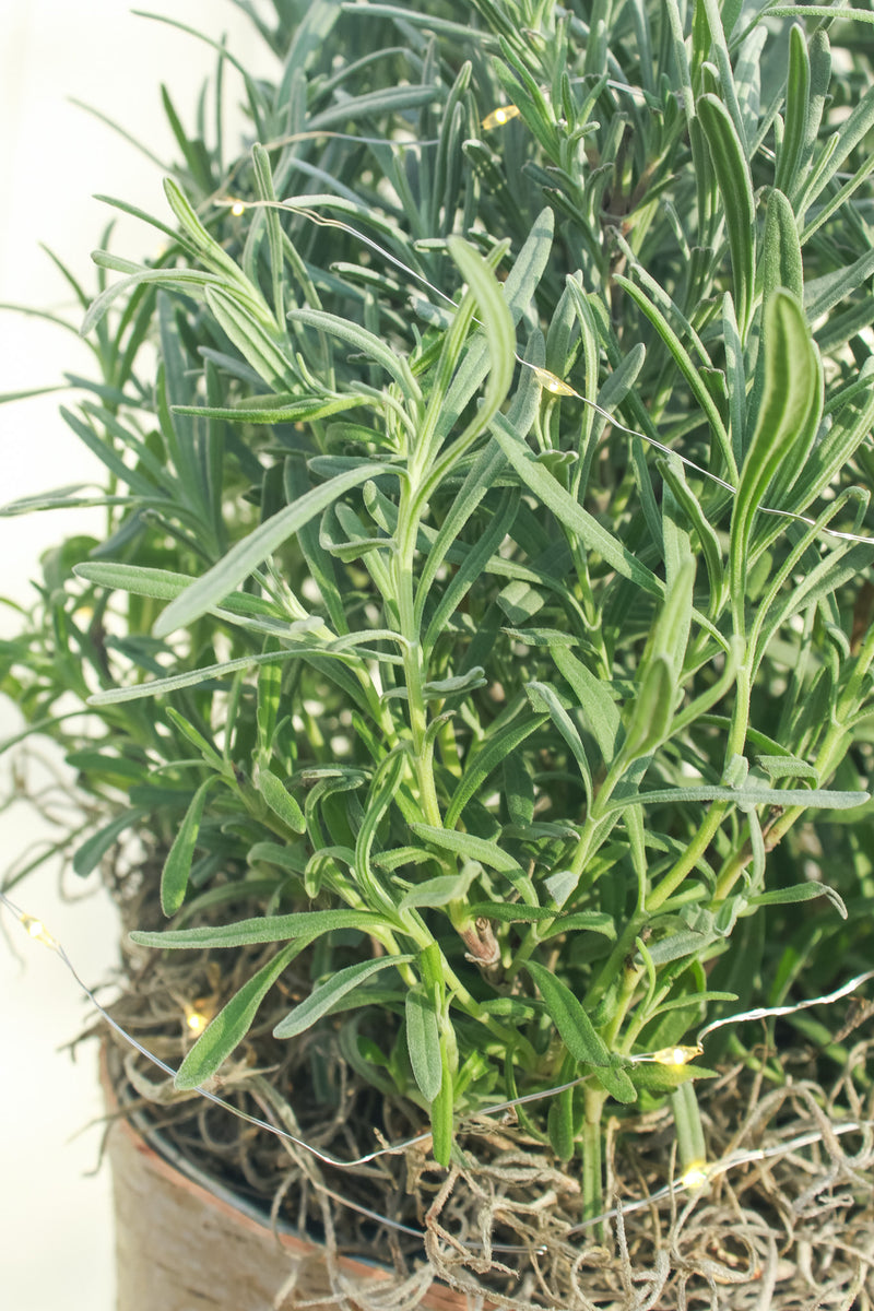 Tabletop Lavender Tree in Birch