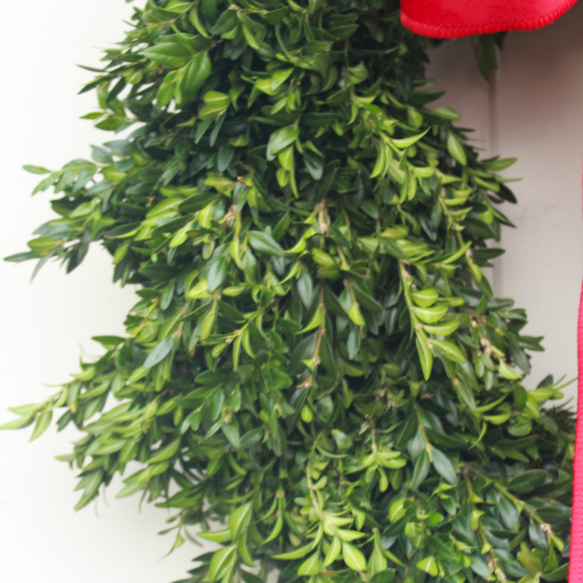 Red Velvet Boxwood Wreath